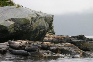 Seals on BC coast near Terrace #olafincanada #britishcolumbia #discoverbc #terrace #wildlife #seal