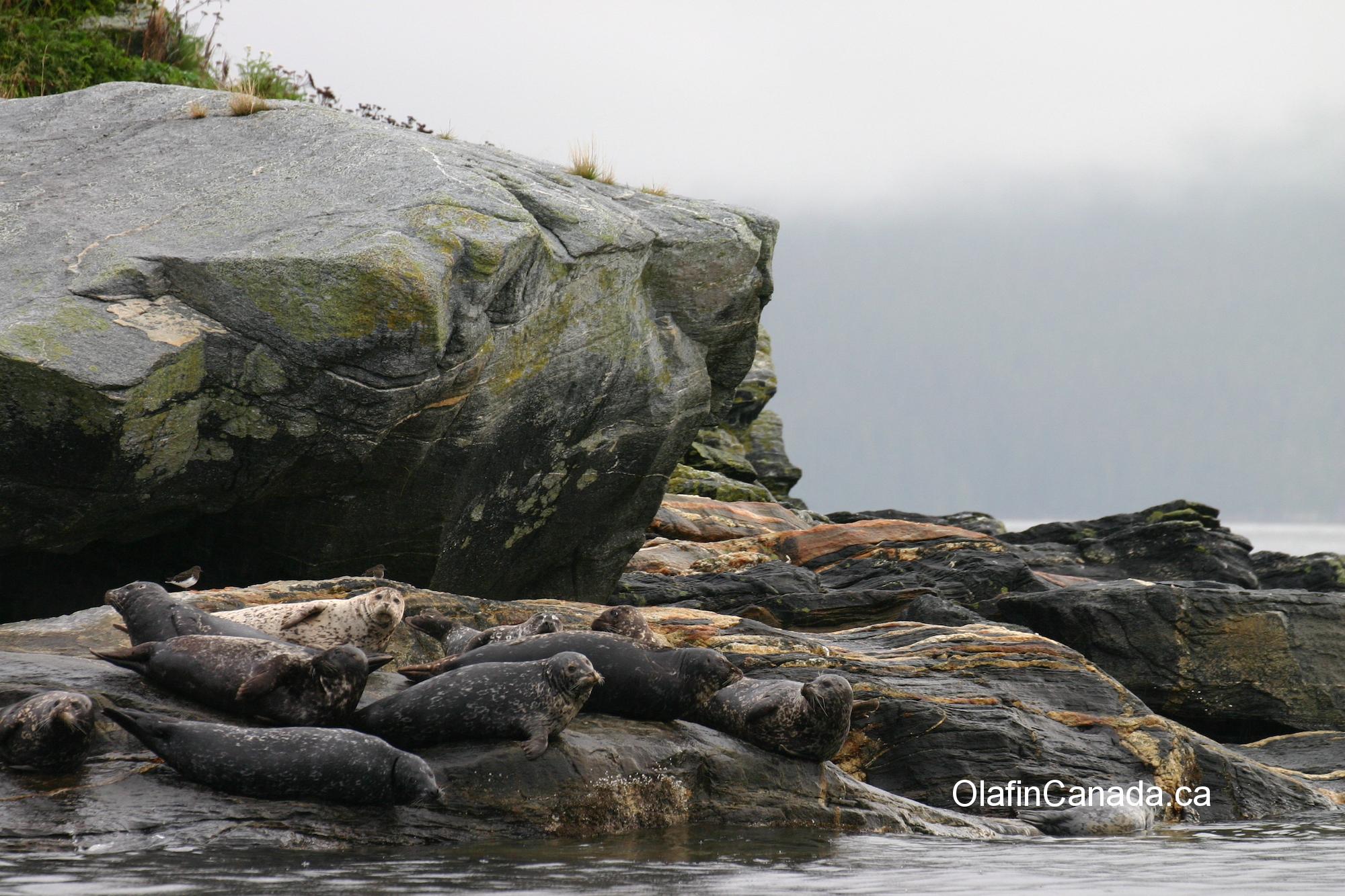 Seals on BC coast near Terrace #olafincanada #britishcolumbia #discoverbc #terrace #wildlife #seal