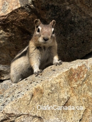 Squirrel at Myra Canyon #olafincanada #britishcolumbia #discoverbc #wildlife #okanagan #squirrel