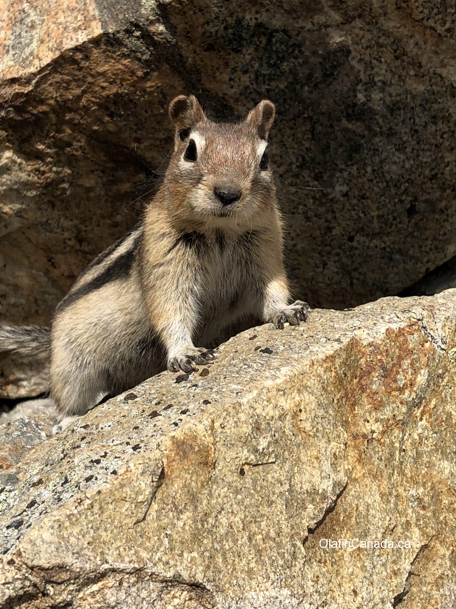Squirrel at Myra Canyon #olafincanada #britishcolumbia #discoverbc #wildlife #okanagan #squirrel
