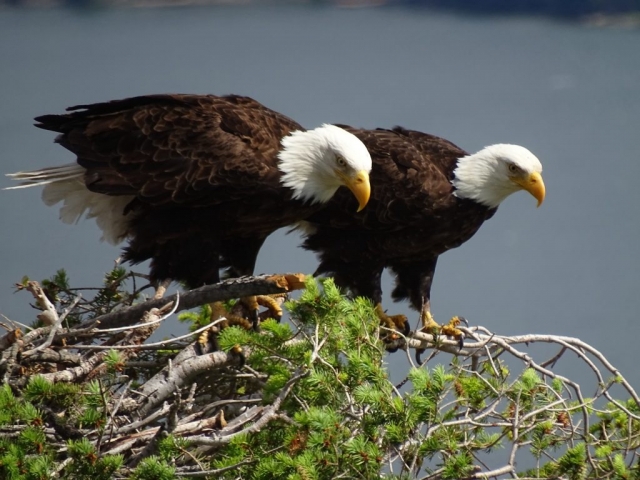 A pair of bald eagles on their nest above the Okanagan Lake #olafincanada #britishcolumbia #discoverbc #wildlife #baldeagle #okanagan
