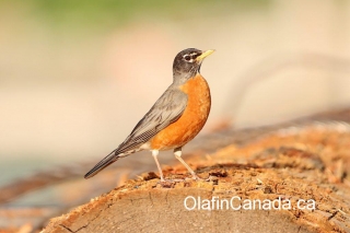 Robin bird #olafincanada #britishcolumbia #discoverbc #bird #robin #wildlife