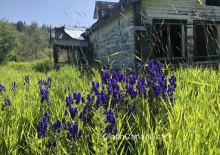 Abandoned house in Wells Gray Park Purple monkshood in front of abandoned house on Clearwater Valley Road in Wells Gray Park #olafincanada #britishcolumbia #discoverbc #abandonedbc #clearwater