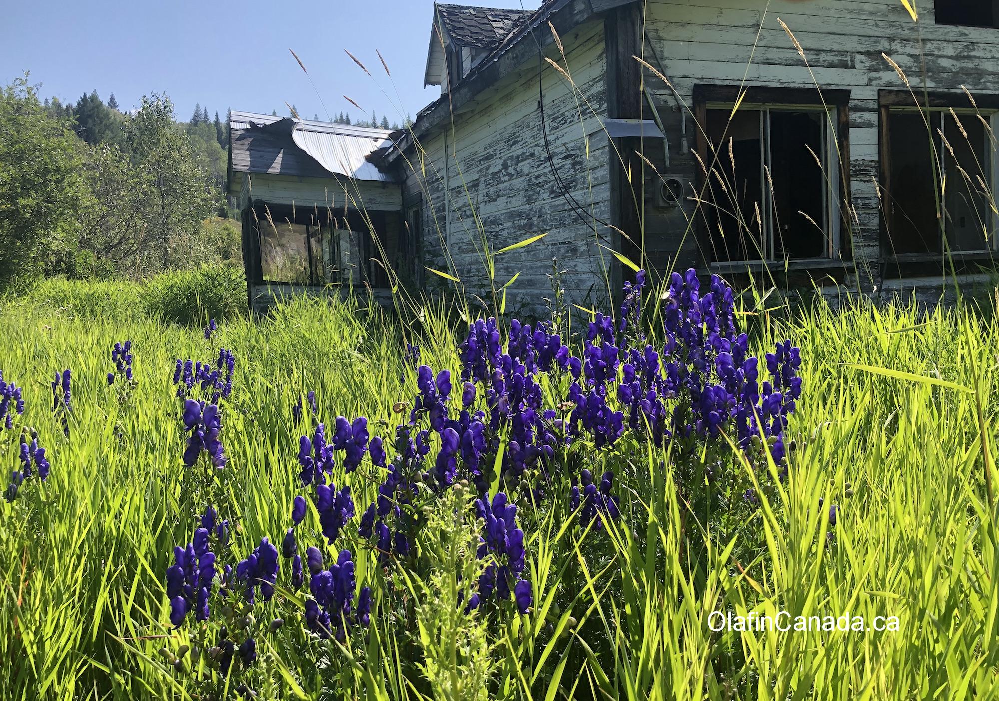 Purple monkshood in front of abandoned house on Clearwater Valley Road in Wells Gray Park #olafincanada #britishcolumbia #discoverbc #abandonedbc #clearwater