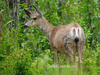 White tail on alert, next to the road in BC #olafincanada #britishcolumbia #discoverbc #wildlife #deer