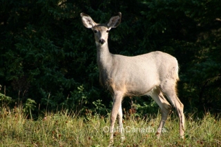 White tail deer on alert #olafincanada #britishcolumbia #discoverbc #wildlife #deer