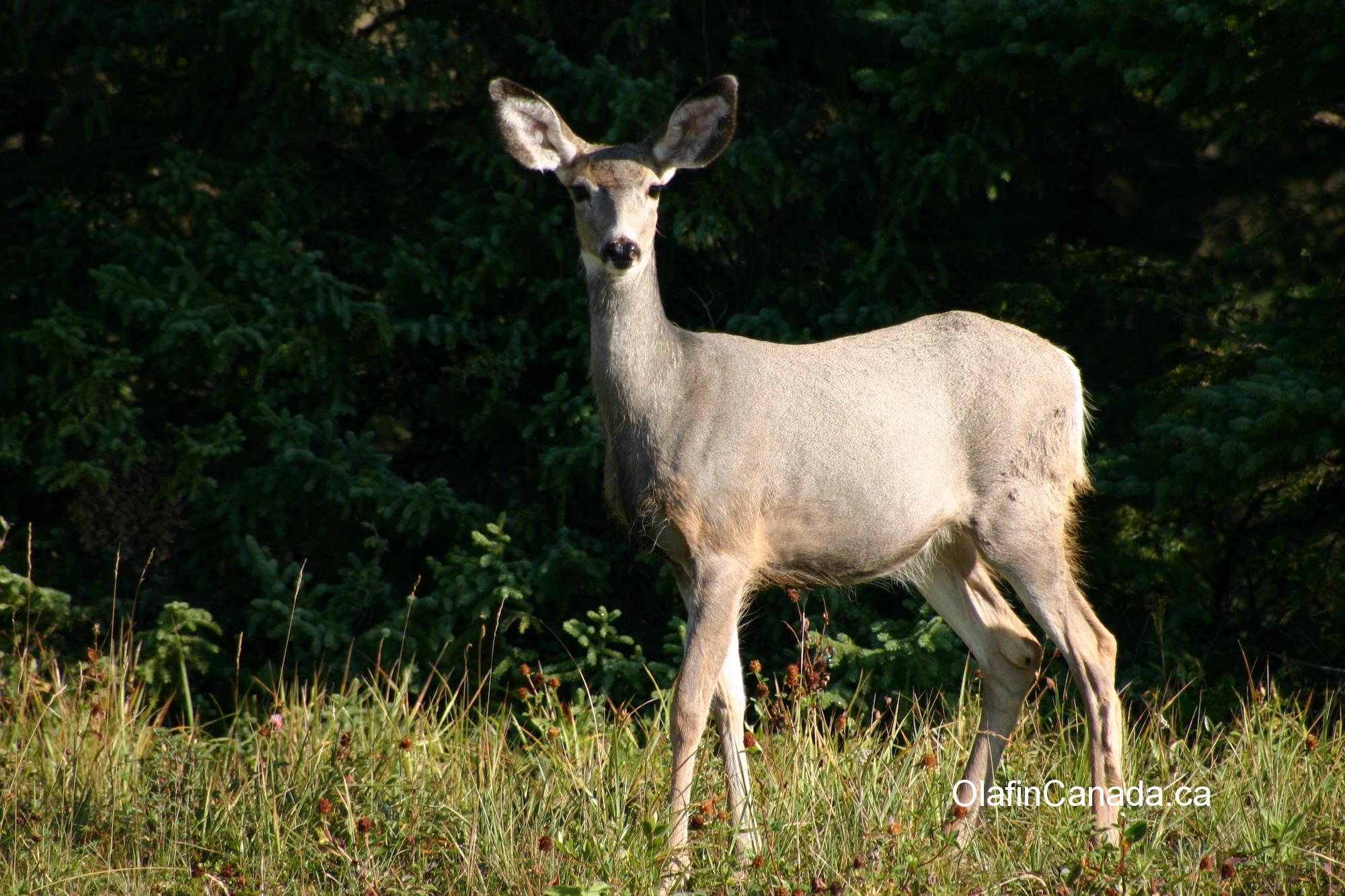 White tail deer on alert #olafincanada #britishcolumbia #discoverbc #wildlife #deer