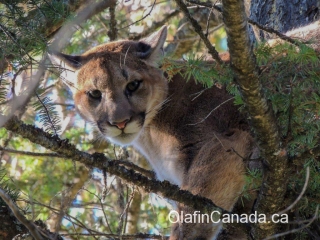 Cougar chased into a tree near Kelowna #olafincanada #britishcolumbia #discoverbc #wildlife #kelowna #cougar
