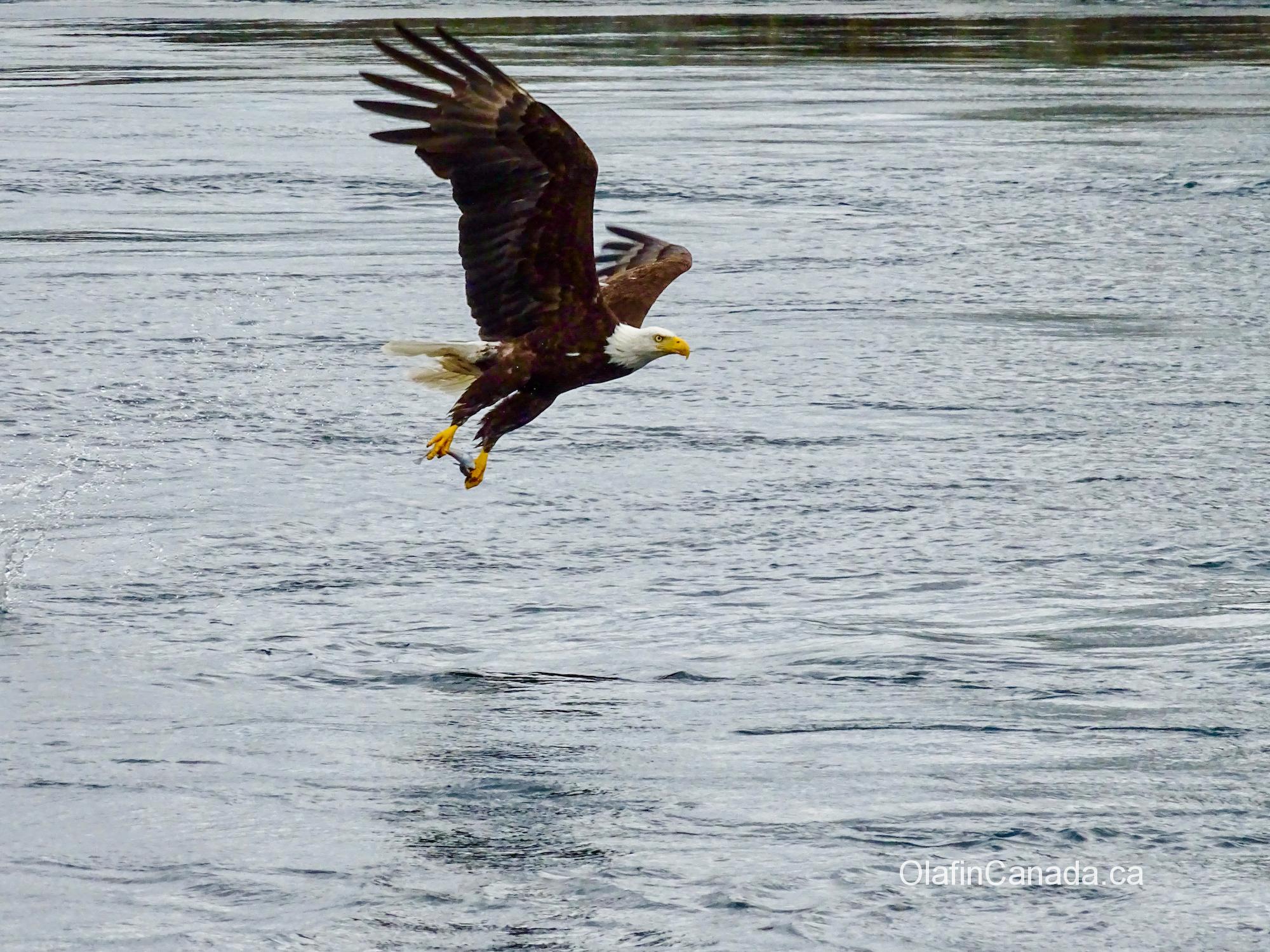 Bald eagle grabbing a fish near Campbell River #olafincanada #britishcolumbia #discoverbc #wildlife #campbellriver #baldeagle