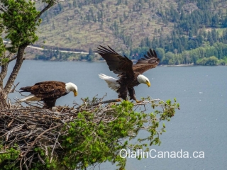 Bald eagle parents in West Kelowna #olafincanada #britishcolumbia #discoverbc #wildlife #baldeagle #okanagan