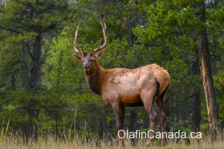 Male elk during rut season #olafincanada #alberta #rockies #wildlife #elk