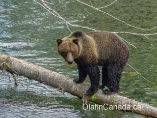 Big grizzly bear balancing on a tree in Bute Inlet #olafincanada #britishcolumbia #discoverbc #buteinlet #wildlife #grizzlybear