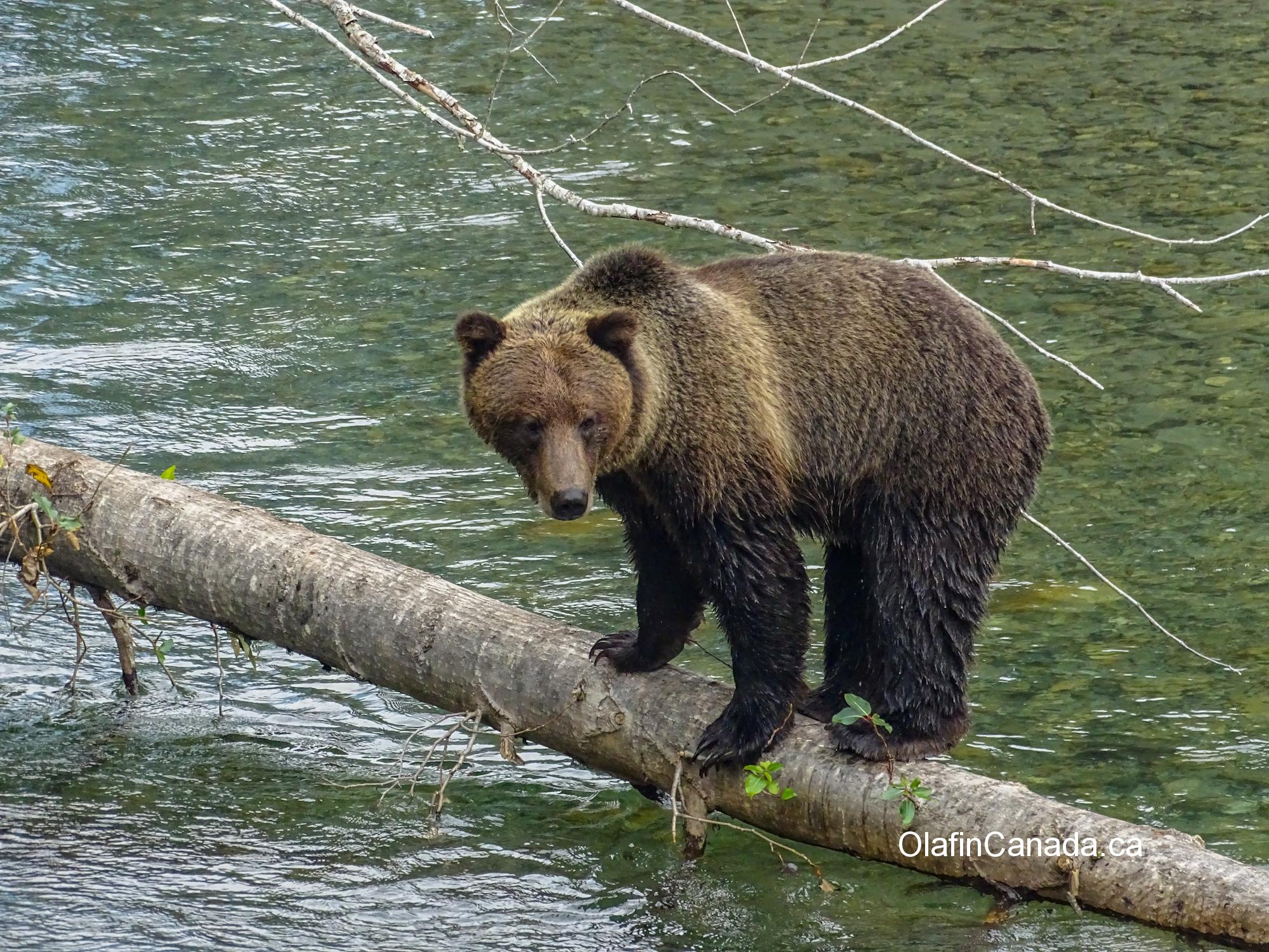 Big grizzly bear balancing on a tree in Bute Inlet #olafincanada #britishcolumbia #discoverbc #buteinlet #wildlife #grizzlybear