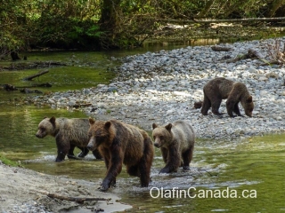 Grizzly family in Bute Inlet, BC #olafincanada #britishcolumbia #discoverbc #buteinlet #wildlife #grizzlybear