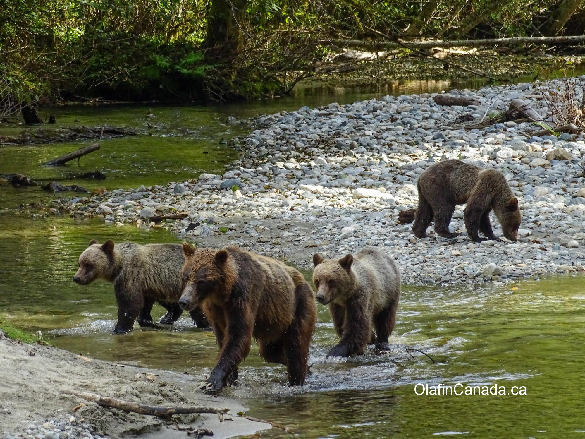 Grizzly family in Bute Inlet, BC #olafincanada #britishcolumbia #discoverbc #buteinlet #wildlife #grizzlybear
