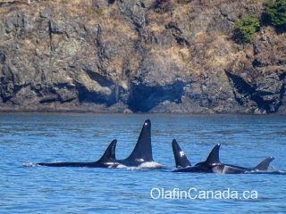 Resident Killer Whales near Victoria #olafincanada #britishcolumbia #discoverbc #wildlife #victoria #killerwhale