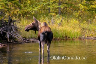 Moose in Kananaskis #olafincanada #alberta #rockies #wildlife #moose