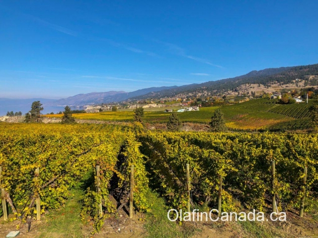 Vines in Naramata in the Okanagan Valley and Lake #olafincanada #britishcolumbia #discoverbc #okanaganvalley #naramata #wine