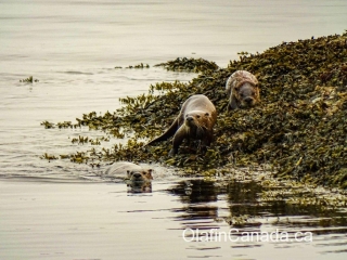 River otters playing on the shore near Victoria #olafincanada #britishcolumbia #discoverbc #wildlife #victoria #otter