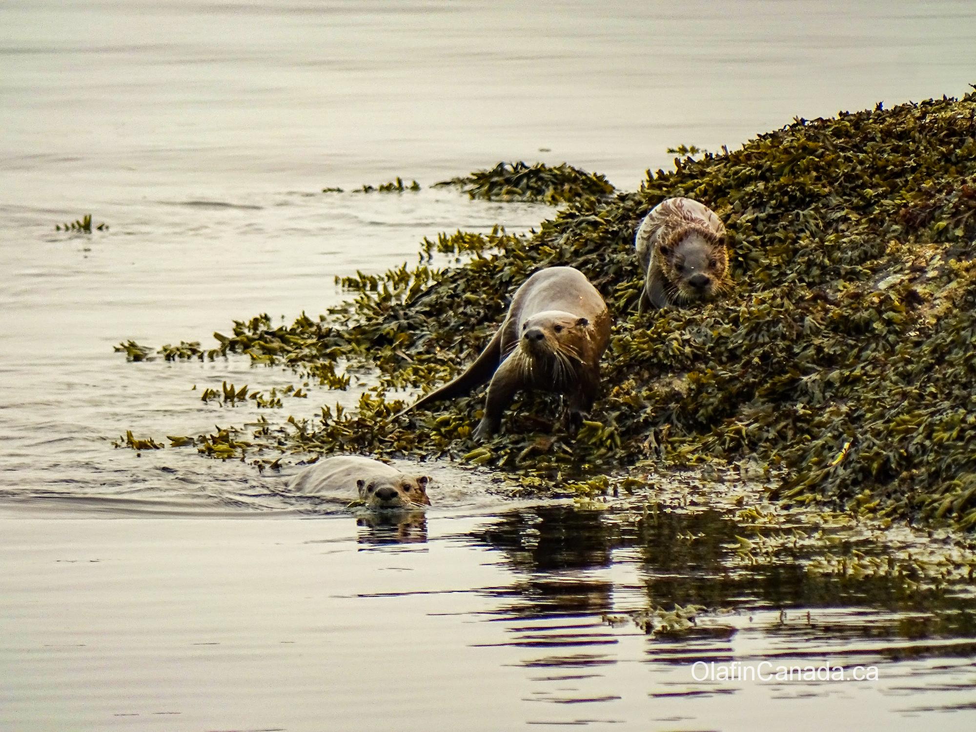 River otters playing on the shore near Victoria #olafincanada #britishcolumbia #discoverbc #wildlife #victoria #otter