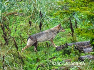 Coastal wolf near Ucluelet on Vancouver Island #olafincanada #britishcolumbia #discoverbc #wildlife #vancouverisland #wolf