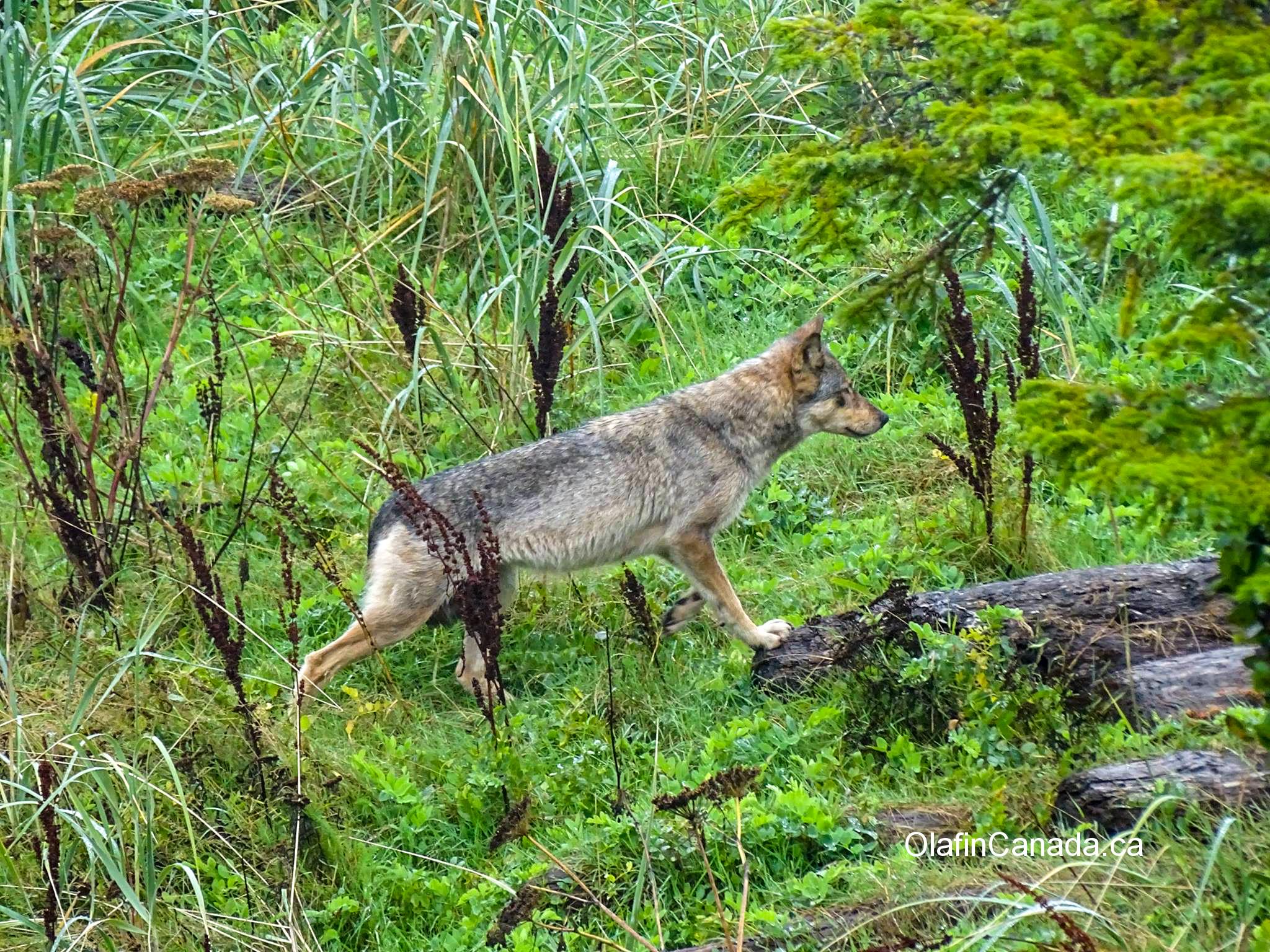 Coastal wolf near Ucluelet on Vancouver Island #olafincanada #britishcolumbia #discoverbc #wildlife #vancouverisland #wolf