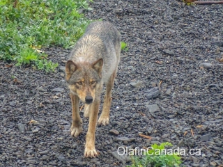 Coastal wolf near Ucluelet on Vancouver Island #olafincanada #britishcolumbia #discoverbc #wildlife #vancouverisland #wolf