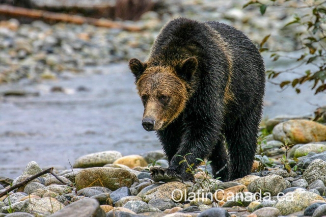 Grizzly bear near Kemano BC #olafincanada #britishcolumbia #discoverbc #kemano #wildlife #grizzlybear