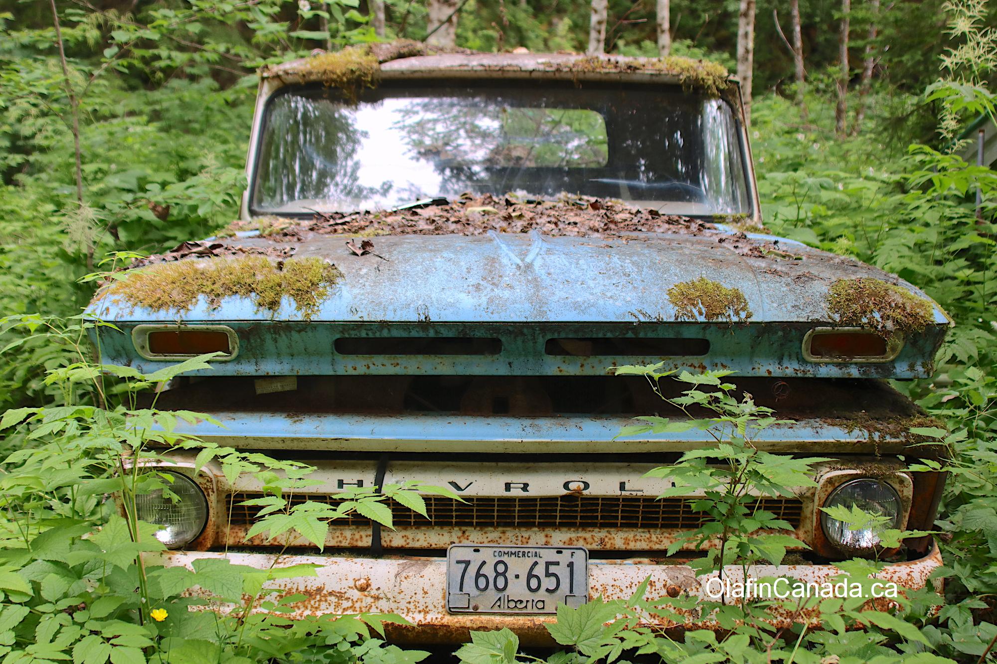 Chevrolet pick up from the 1960s in Alice Arm BC #olafincanada #britishcolumbia #discoverbc #abandonedbc #alicearm #pickup #truck