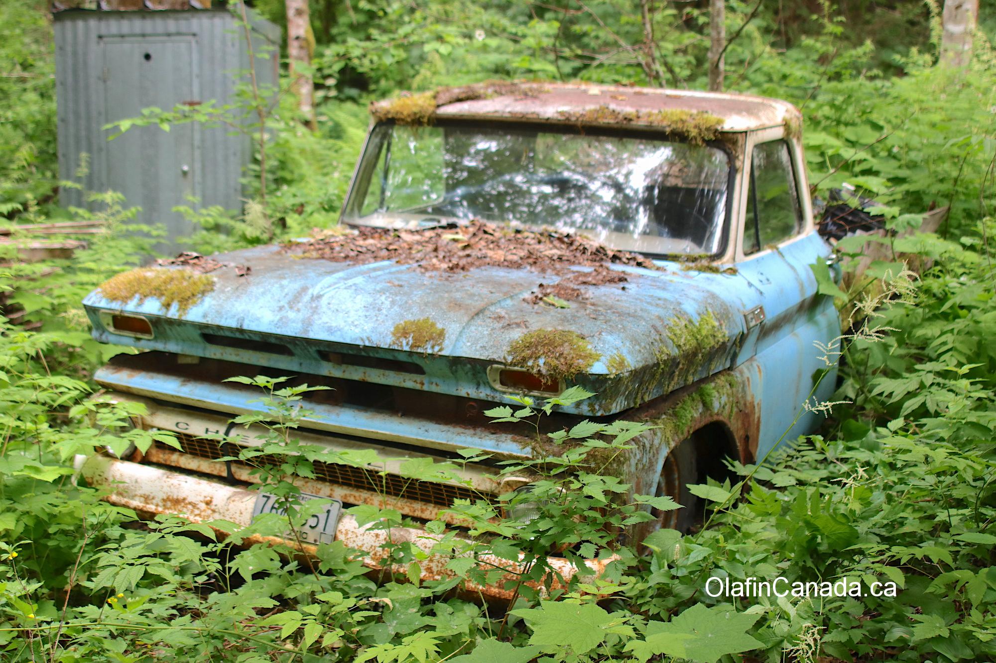 Chevrolet pick up from the 1960s in Alice Arm BC #olafincanada #britishcolumbia #discoverbc #abandonedbc #alicearm #pickup #truck