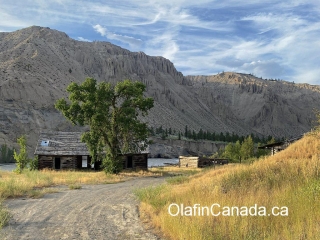 Arriving at the Pothole Ranch Big tree near the homestead of the Pothole Ranch #olafincanada #britishcolumbia #discoverbc #abandonedbc #chilcotin #farwellcanyon #potholeranch #homestead