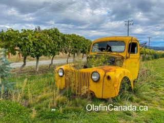Yellow truck Yellow truck near vineyard in West Kelowna #olafincanada #britishcolumbia #discoverbc #abandonedbc #okanagan #westkelowna