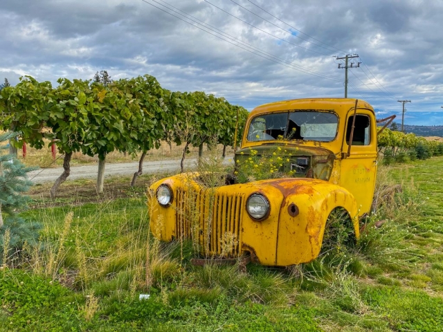 Yellow truck near vineyard in West Kelowna #olafincanada #britishcolumbia #discoverbc #abandonedbc #okanagan #westkelowna