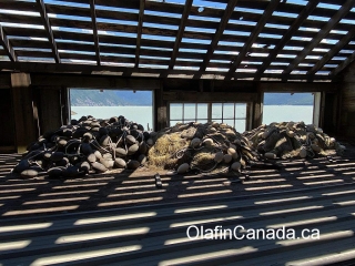 Fishing nets Fishing nets on a pile at the Tallheo Cannery in Bella Coola Old perforator full of cobwebs in the office #olafincanada #britishcolumbia #discoverbc #abandonedbc #tallheocannery #bellacoola