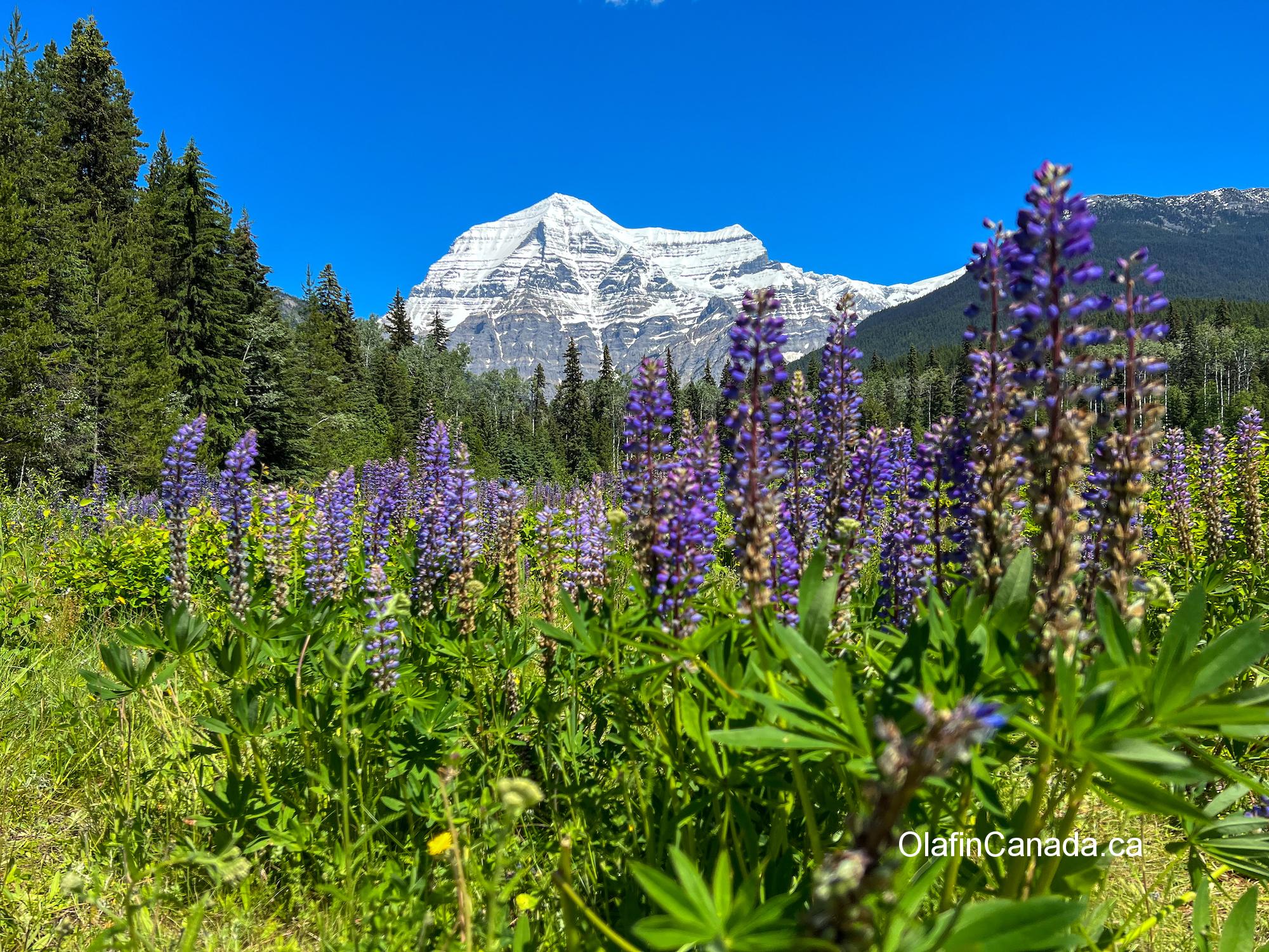 The highest mountain in the Canadian Rockies is Mount Robson, in British Columbia. #olafincanada #mountrobson #rockies #sunshine #wildflowers