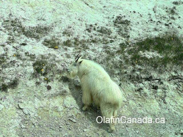 Mountain goat licking minerals alongside the Icefields Parkway #olafincanada #mountaingoat #icefieldsparkway
