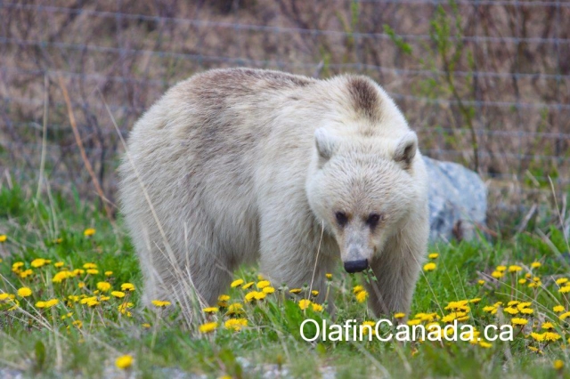 This is Nakoda, a rare white grizzly bear on the border of Alberta and British Columbia #olafincanada #beautifulbc #nakoda #white #grizzlybear