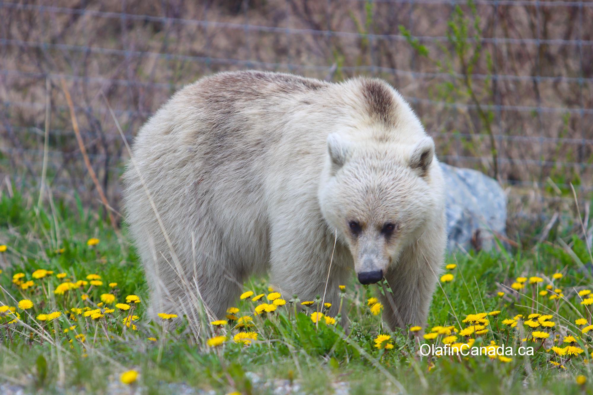 This is Nakoda, a rare white grizzly bear on the border of Alberta and British Columbia #olafincanada #beautifulbc #nakoda #white #grizzlybear